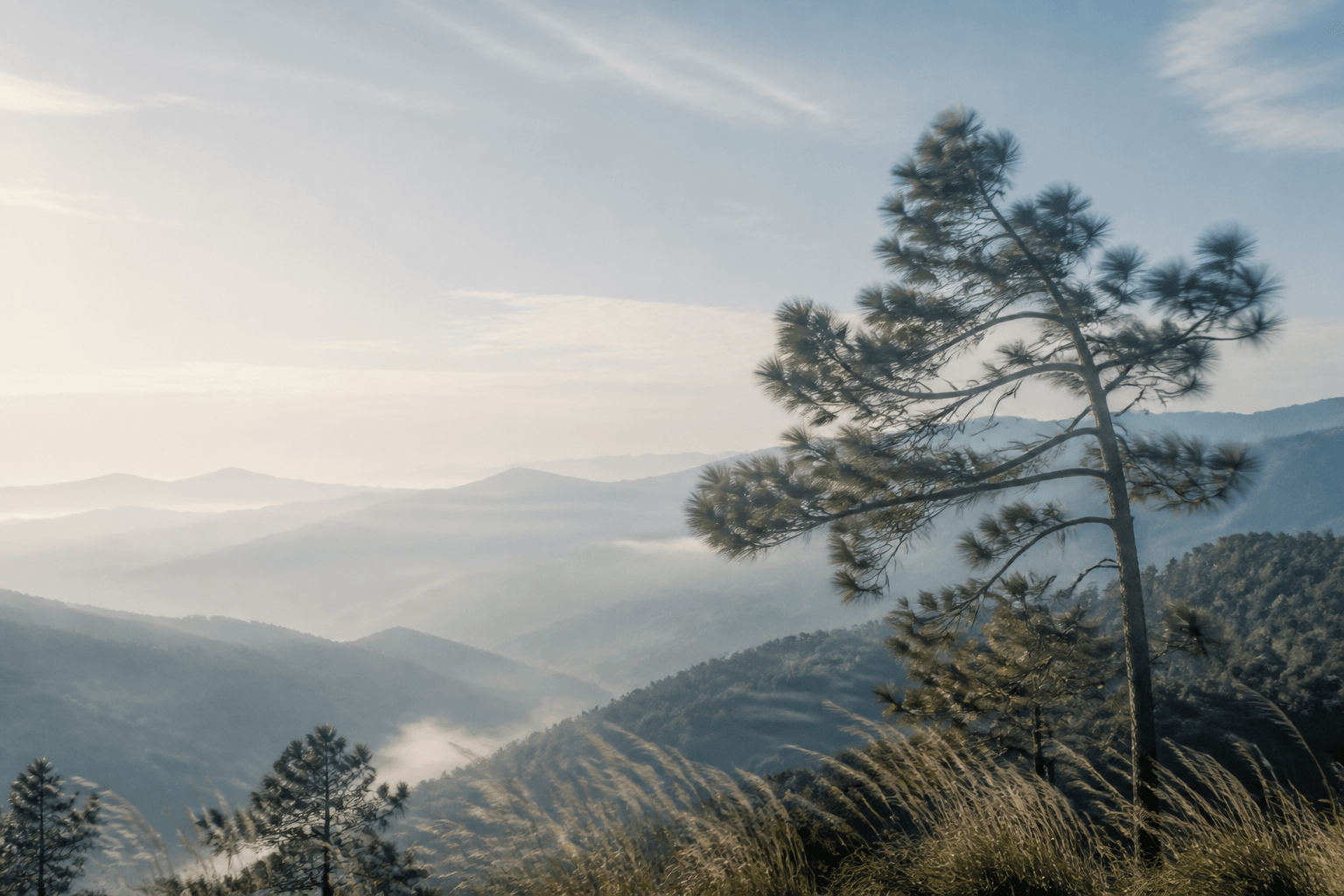 Pine branches moving above misty Himalayan ridges at dawn
